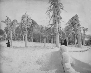 Frost Work in Prospect Park, Niagara