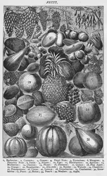 Fruit, 1907