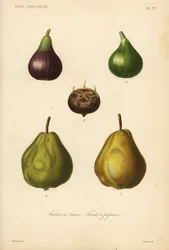 Fruit