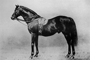 Galopin, 1872-1899