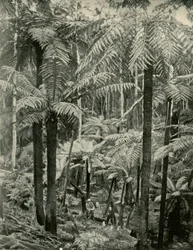 Giant Ferns at Gembrook