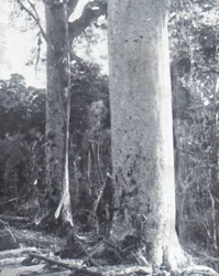 Giant Kauri Tree, late 19th-early 20th century