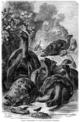Giant Tortoises of the Galapagos Islands Observed by Darwin