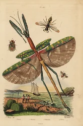 Goliath stick insect, Eurycnema goliath, fly, Phasia species, bee-killer wasp, Philanthus triangulum, bark bug, Phloea corticata