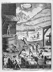 Grape harvest