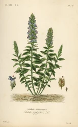 Great blue lobelia