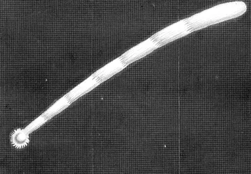 Great comet of 1680 Kirch as it appeared as it approached the Sun