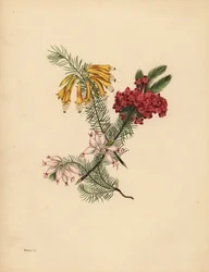 Great Flowered Heath, Bright Red Heath, Porcelain Heath, Solitude