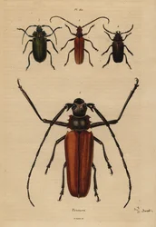 Great Long-horn Beetle, Aegosoma Scabricorne, Pyrodes Nitidus and Prionus Desmaretii