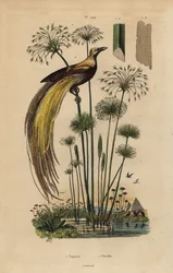 Greater Bird-of-paradise and Papyrus Grass