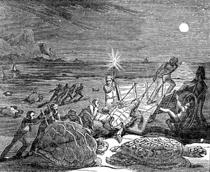 Green Turtles and Loggerhead Turtles Captured on Coast of Cuba, 1832