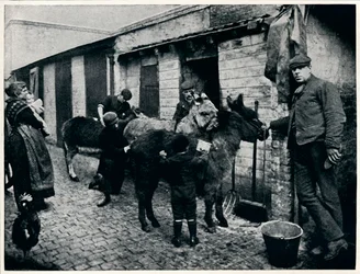 Grooming Costers Donkeys, London, c. 1903