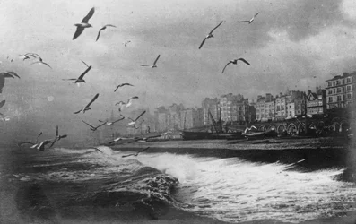 Gulls at Brighton, East Sussex, Early 20th Century