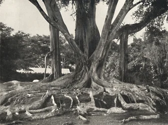 Rubber Trees like Plate 14, Partial View of the Buttress Roots, 1926