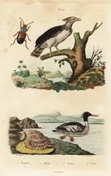 Harpy eagle, Harpia harpyja, Brazilian merganser, Mergus octosetaceus, critically endangered, Harpalus beetle, and harp snail, Harpa major