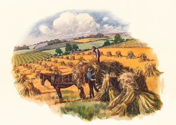 Harvesting at Tolpuddle