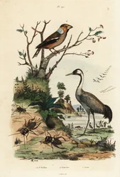 Hawfinch, Coccothraustes coccothraustes, common crane, Grus grus, and crickets, Gryllus campestris