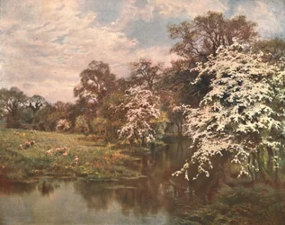 Hawthorn Blossoms
