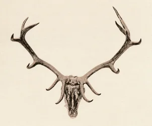 Head of a Deer