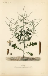 Hedge mustard, Sisymbrium officinale, Erysimum officinale