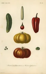 Herbs and vegetables