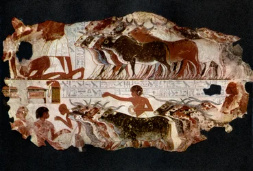Herds of cattle from the time of the 18th Dynasty, Egypt