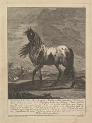 Horse, 18th Century