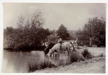 Horses drinking at pond, c 1890