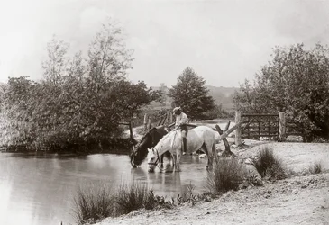 Horses drinking at pond, c. 1890s