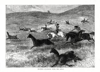 Hunting Guanacos with the Bolas, South America