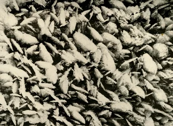 Ice Crystals on roof of the Hut Porch