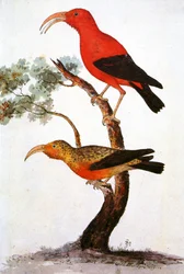 Illustration of Iiwi, Scarlet Honeycreeper
