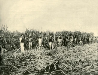 In a Queensland Sugar Plantation