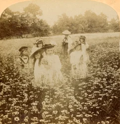 In the Daisy Field: Sweet Flowret of the Rural Glade