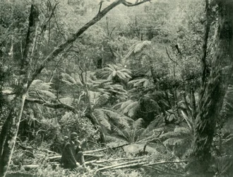 In the Dandenong Ranges
