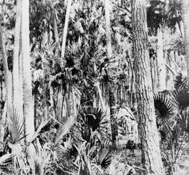In the Jungle, India