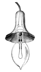 Incandescent Filament Lamp, Glow-Lamp, by Lane-Fox