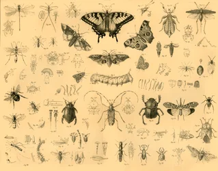 Insects