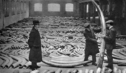 Ivory Shipment, Royal Albert Dock, London, 1926-1927