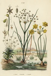 Jointed Rush, Toad Rush, Pipewort, and Rush Daffodil