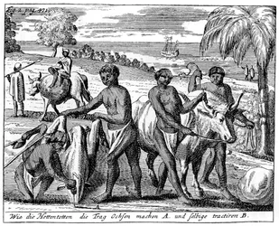 Khoikhois breaking-in oxen, South Africa