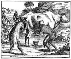 Khoikhois milking cows and making butter, South Africa, 18th century