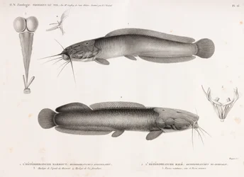 The Heterobranch Harmout & The Heterobranch Hale
