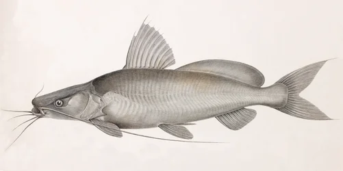 The Bayd Fitile
