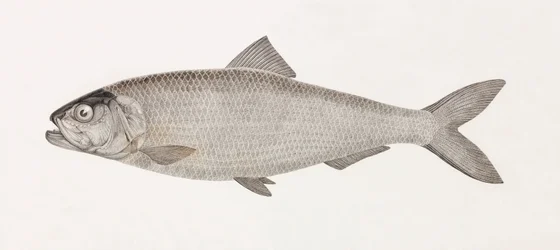 The Clupee of the Nile