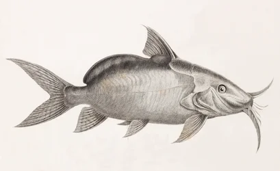 The Pimelode Guemel (detail)