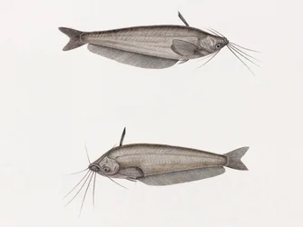 The Silure Oudnei