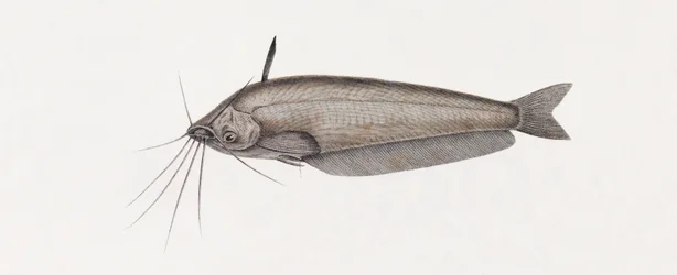 The Silure Oudnei (close up)