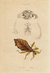 Leaf Insect and Nudibranch