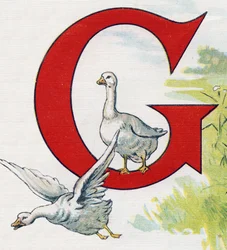 Letter G: Good ducks. Engraving in "ABC L